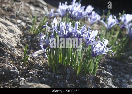 Iris reticulata, Iris reticolato Foto Stock