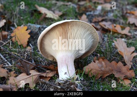 Imbuto Trooping fungo - Clitocybe geotropa Foto Stock