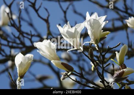 Magnolia salicifolia, foglie di willowleaf magnolia Foto Stock