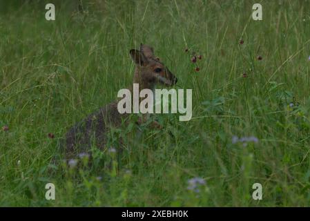 He Red-necked Wallaby, noto anche come Wallaby di Bennett (nome scientifico: Notamacropus rufogriseus), è un marsupiale macropode di medie dimensioni Foto Stock