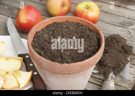 Malus domestica, mela, che mette i semi sul terreno Foto Stock