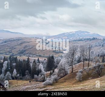 Inverno in arrivo. Pittoresca nebbia e scena moody mattina in fine autunno montagna campagna con hoarfrost su erbe, alberi, s Foto Stock