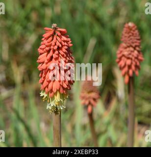 Facklilie, Kniphofia, sind mit ihren langen Bluetenkerzen ein echtes Leuchtfeuer. I gigli delle fiaccole, Kniphofia, sono un vero e proprio faro con la loro lunga fioritura Foto Stock