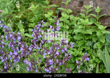 Trockenmauern im Garten sind gut geeignet für viele Kraeuter und gleichzeitig ein biotop fuer viele Tiere. I muri a secco nel giardino sono ben attrezzati Foto Stock