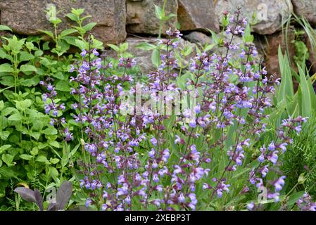 Trockenmauern im Garten sind gut geeignet für viele Kraeuter und gleichzeitig ein biotop fuer viele Tiere. I muri a secco nel giardino sono ben attrezzati Foto Stock