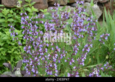 Trockenmauern im Garten sind gut geeignet für viele Kraeuter und gleichzeitig ein biotop fuer viele Tiere. I muri a secco nel giardino sono ben attrezzati Foto Stock