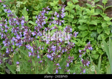 Trockenmauern im Garten sind gut geeignet für viele Kraeuter und gleichzeitig ein biotop fuer viele Tiere. I muri a secco nel giardino sono ben attrezzati Foto Stock