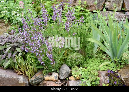 Trockenmauern im Garten sind gut geeignet für viele Kraeuter und gleichzeitig ein biotop fuer viele Tiere. I muri a secco nel giardino sono ben attrezzati Foto Stock