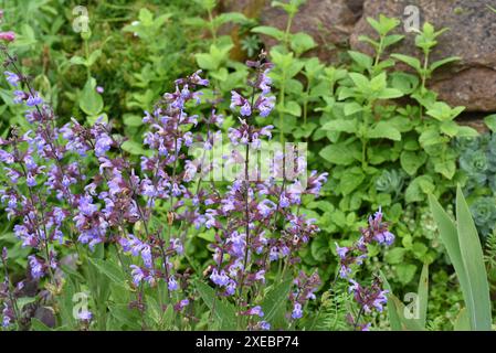 Trockenmauern im Garten sind gut geeignet für viele Kraeuter und gleichzeitig ein biotop fuer viele Tiere. I muri a secco nel giardino sono ben attrezzati Foto Stock