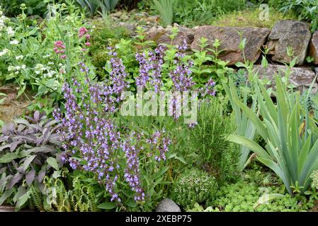 Trockenmauern im Garten sind gut geeignet für viele Kraeuter und gleichzeitig ein biotop fuer viele Tiere. I muri a secco nel giardino sono ben attrezzati Foto Stock