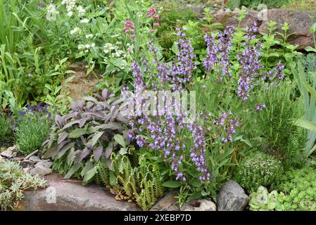 Trockenmauern im Garten sind gut geeignet für viele Kraeuter und gleichzeitig ein biotop fuer viele Tiere. I muri a secco nel giardino sono ben attrezzati Foto Stock