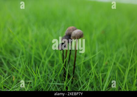 L'ambiente - un gruppo di piccoli funghi distende le teste dalle lame traslucide di verde chiaro / erba giovane colorata Vida Loca Foto Stock
