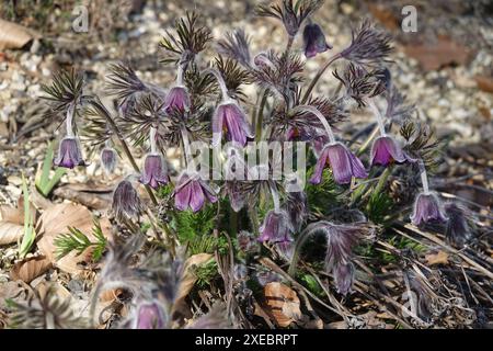 Pulsatilla pratensis ssp. nigrici, piccolo fiore pasque Foto Stock