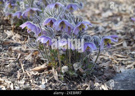 Pulsatilla ajanensis, fiore ajan pasque Foto Stock