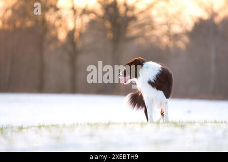 Cane di bloccaggio Foto Stock