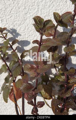 Mentha x piperita, menta piperita, rossa Foto Stock