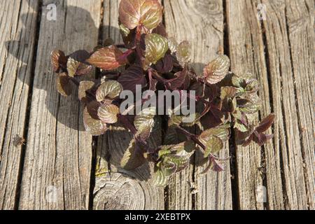 Mentha x piperita, menta piperita, rossa Foto Stock