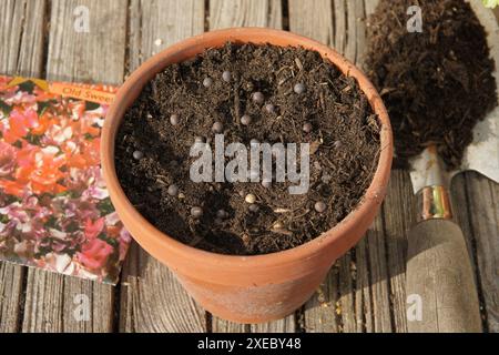 Lathyrus odoratus, pisello, seme Foto Stock