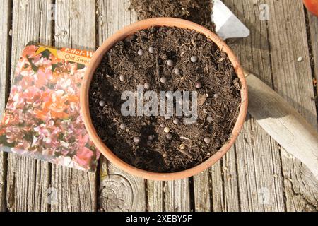 Lathyrus odoratus, pisello, seme Foto Stock