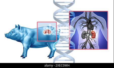 Concetto di trapianto di rene di maiale come organo animale geneticamente modificato trasferito all'uomo come trapianto xenotrapianto xenogenico Foto Stock