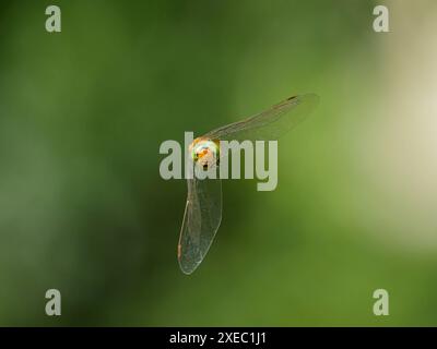 Un falco dagli occhi verdi dragonfly Aeshna isocele in volo, giorno di sole in primavera, Vienna Austria Foto Stock