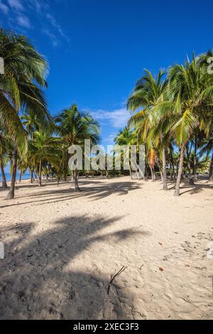 Romantica spiaggia di sabbia caraibica con palme, alba a Plage de Bois Jolan, Guadalupa, Foto Stock