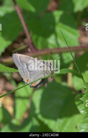 Purple Hairstreak Butterfly (Quercusia quercus) male June, Kent, UK. Foto Stock