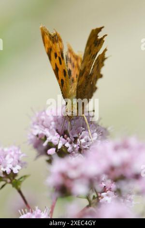 Farfalla virgola (Polygonia c-album) che si nutre di fiori selvatici. Foto Stock