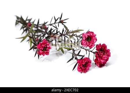 Ramoscello Leptospermum scoparium con fiori rosa fioriti isolato su sfondo bianco Foto Stock