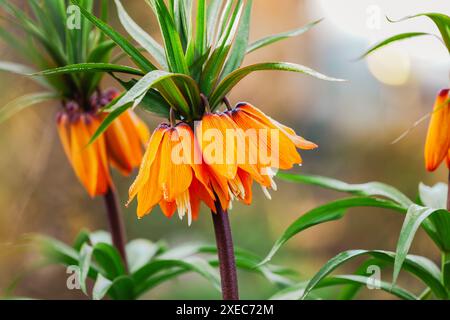 Fiori della Corona Imperiale, Corona del Kaiser, Fritillaria imperialis in giardino, primo piano Foto Stock