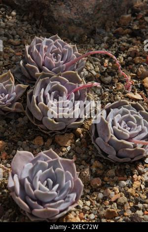 Echeveria lilacina Foto Stock