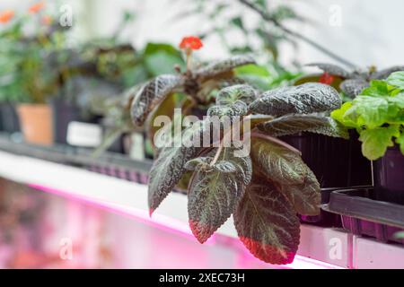 Piantine di fiori in crescita all'interno con illuminazione a LED a spettro completo Foto Stock