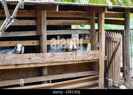 Capre di carne in un rifugio rialzato mangiando foraggi da una fossa di legno a Grand Cayman nelle Isole Cayman. Foto Stock