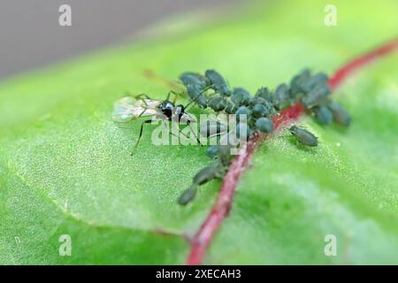 Parassitoide afide (Aphidius colemanni), parassitizza i giovani afidi di fagioli neri (Aphis fabae). Foto Stock