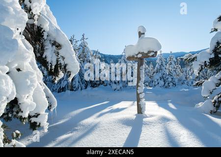 Maestosa foresta di pini bagnata dalla luce del sole sulle Snowy Mountains. Foto Stock