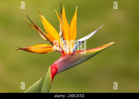 Strelitzia reginae, comunemente nota come il fiore della gru. Dipartimento di Quindio, Colombia Foto Stock