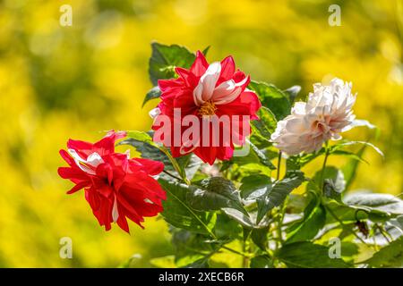 Dahlia pinnata, specie di fiori del genere Dahlia, con il nome comune di giardino dahlia. Dipartimento di Magdalena, Colombia Foto Stock