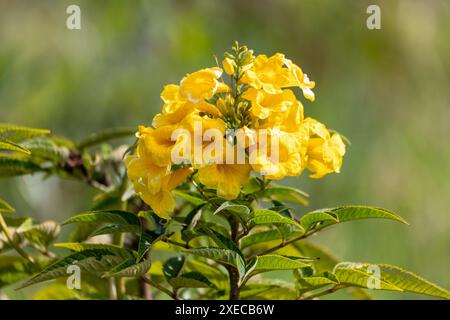 Tecoma stans, Tecoma stans, tromba gialla, campane gialle o anziano giallo. Tocancipa, Cundinamarca, Colombia Foto Stock