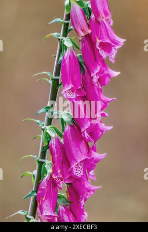 Fiore digitalis thapsi, chiamato mullein foxglove. Pianta in fiore nel genere digitalis. Dipartimento di Cundinamarca, Colombia Foto Stock