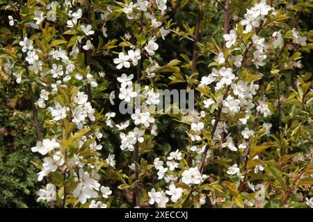 Prunus cerasifera, prugna ciliegia Foto Stock