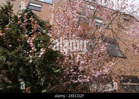 Prunus cerasifera Nigra, prugna viola Foto Stock