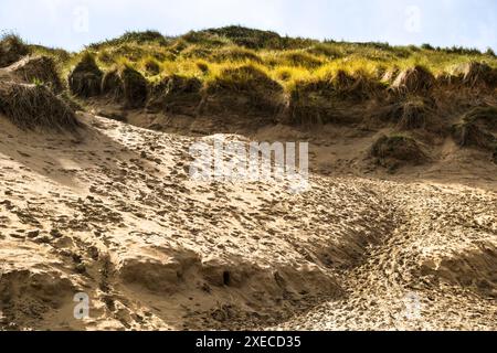 Luce di prima serata sulle orme del delicato sistema di dune di sabbia di Crantock Beach a Newquay in Cornovaglia nel Regno Unito. Foto Stock