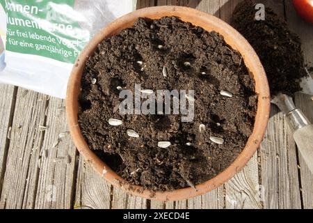 Helianthus annuus, girasole, seme Foto Stock