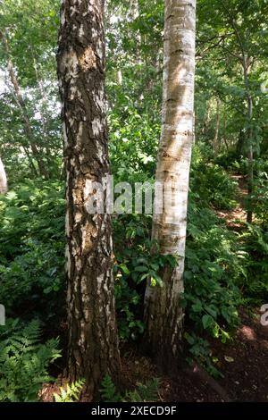 I gambi di betulla d'argento e betulla di Downy si chiudono insieme in una foresta, una ruvida e scanalata, l'altra liscia e bianca Foto Stock
