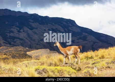 Guanacos nelle Ande peruviane Foto Stock