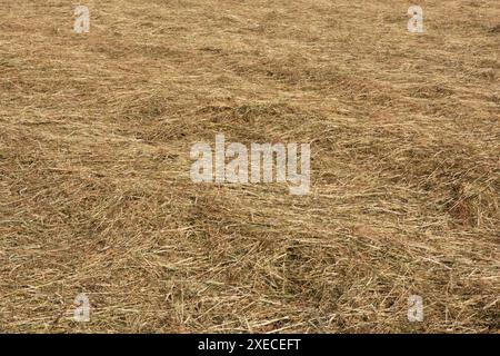 Fieno che si asciuga al sole Foto Stock