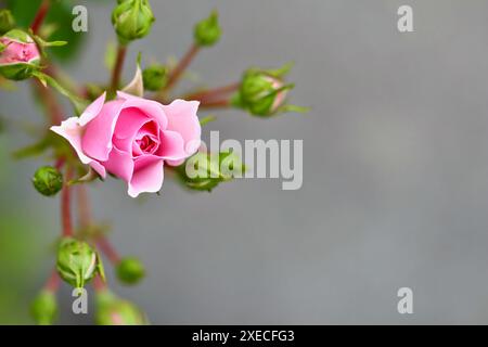 Rosa rosa Bonica con boccioli in giardino. Perfetto per lo sfondo dei biglietti d'auguri Foto Stock