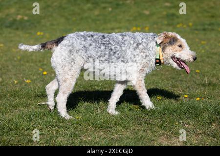 Stanco di correre, un cane di razza mista bianco e grigio cammina con una lingua sporgente per rinfrescarsi. Foto Stock