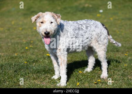 Stanco di correre, un cane di razza mista bianco e grigio cammina con una lingua sporgente per rinfrescarsi. Foto Stock