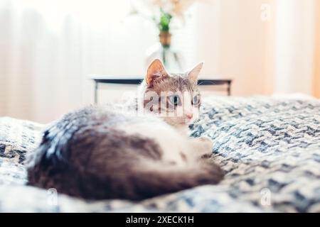 Gatto bianco e grigio che si rilassa sul divano nel soggiorno su coperta. Gli animali domestici si sentono a proprio agio a casa. Primo piano Foto Stock